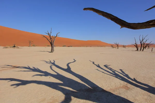 Deadvlei acaciabomen — Stockfoto