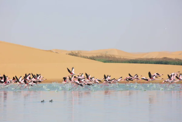 Mandria di struzzi africani — Foto Stock