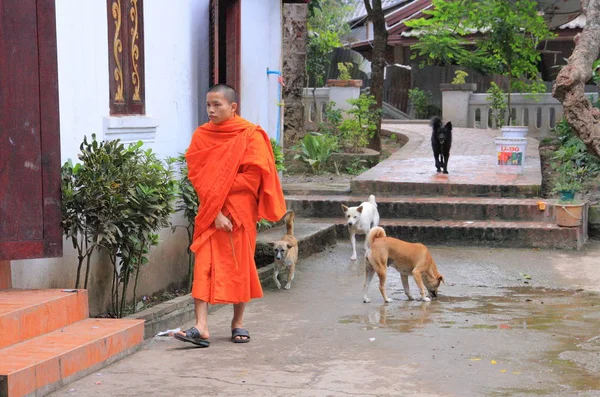 Moine près du temple Wat Xieng Thong — Photo