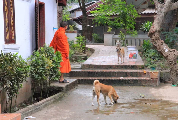 Monje cerca del templo Wat Xieng Thong — Foto de Stock