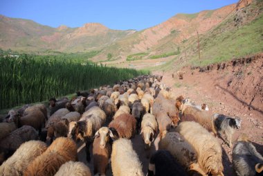 Grup Evan göl ve Köyü, Iran İran koyun