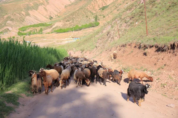 Gruppe Iranischer Schafe Evan See Und Dorf Iran — Stockfoto