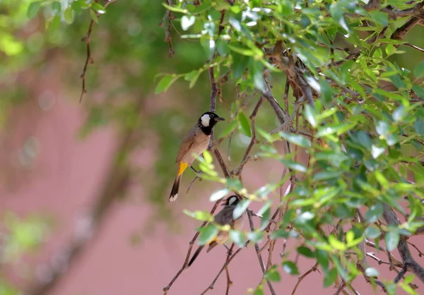 two birds on green tree in Yazd, Iran