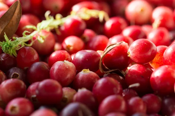 Taze kızılcık, Görünümü Kapat