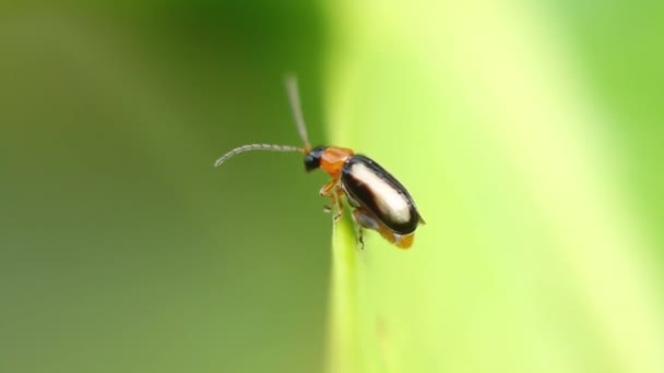 Bug on the leaf — Stock Video