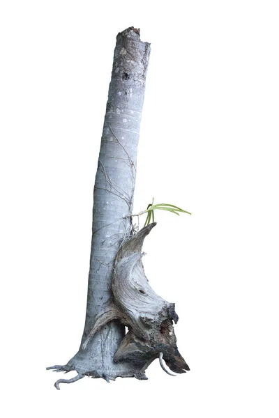 Дерево орхідей на мертвих деревах — стокове фото
