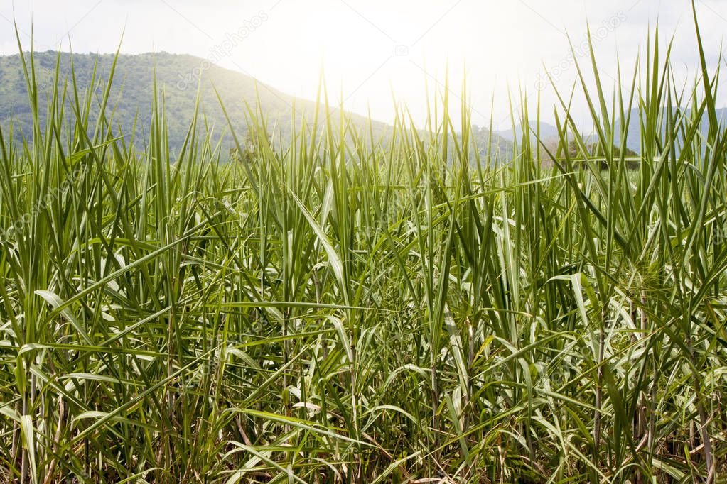 The sugarcane field