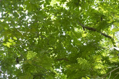 Güzel dalların ve yaprakların gölgesinde.