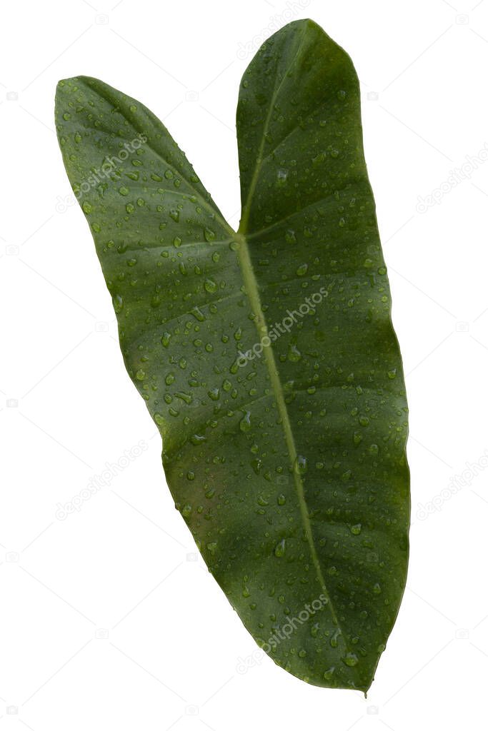 Arrowhead Vine green leaves on isolated white background and clipping path. Surface with drop of water.