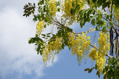 Ağaçta mavi gökyüzü ve arka plan için beyaz bulutlar olan Cassia fistülünün sarı çiçeği.