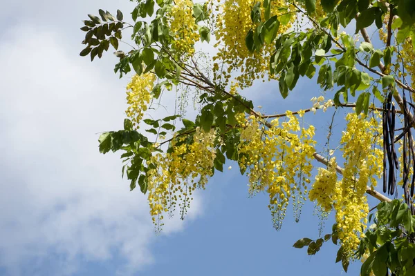 Flor Amarilla Fístula Cassia Árbol Con Cielo Azul Nubes Blancas — Foto de Stock