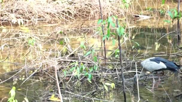Anastomus Oscitans Bird Family Ciconiidae Bird Walk Living Mussels Mangrove — Stock Video