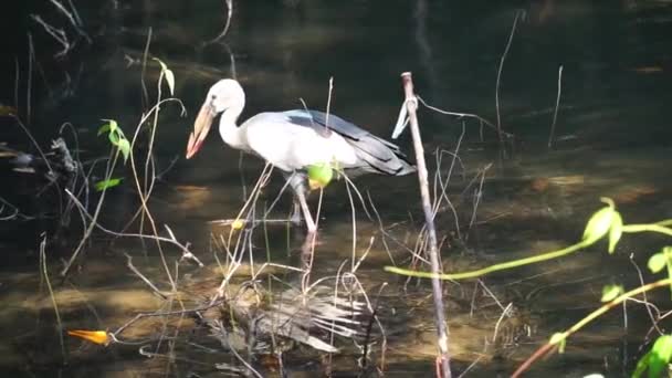 개똥지빠귀는 Ciconiidae Bird 과에서 기른다 맹그로브 숲에서 홍합을 걸으라 — 비디오
