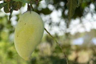 Kaew Mango ya da Mangifera Indica teklisi bulanık arkaplan yeşili ağaçta.