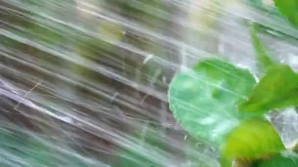 Het Water Spuit Tegen Groene Citroenen Tuinboom — Stockvideo