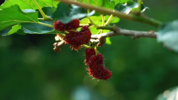 Mulberry Garden. Bright red mulberry on the tree. — Stock Footage Mulberry Garden Bright Red Mulberry Tree Royalty Free Stock Footage