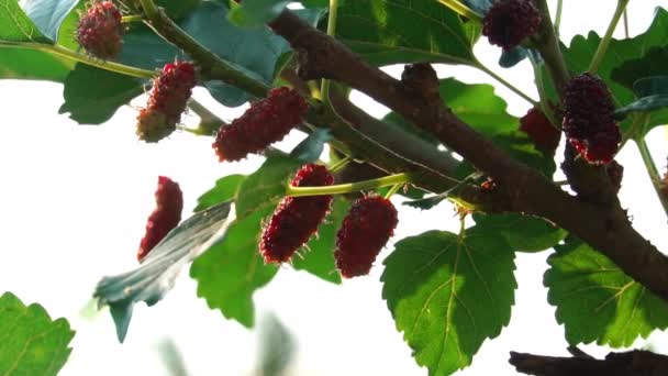 Mulberry Tuin Heldere Rode Moerbei Boom — Stockvideo