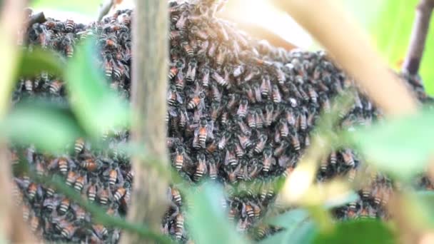 Wiele Pszczół Gnieździ Się Rozmazanym Zielonym Krzaku — Wideo stockowe