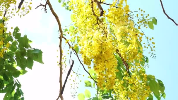 Mavi Gökyüzünün Altında Sarı Çiçekli Altın Duş Ağacı Rüzgarda Hareket — Stok video