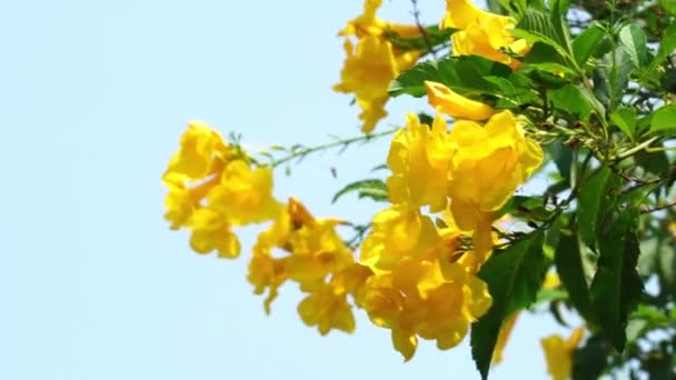 Природа Желтая Бузина Плывет Ветру Небом — стоковое видео