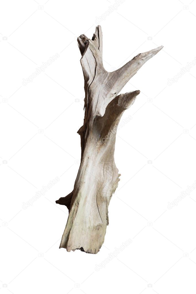 Isolate of beautiful timber use for decorating in the aquarium on white background with clipping path.