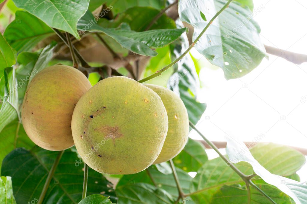 The santol fruit of raw and cooked skin color mixed together. On a tree with green leaves.