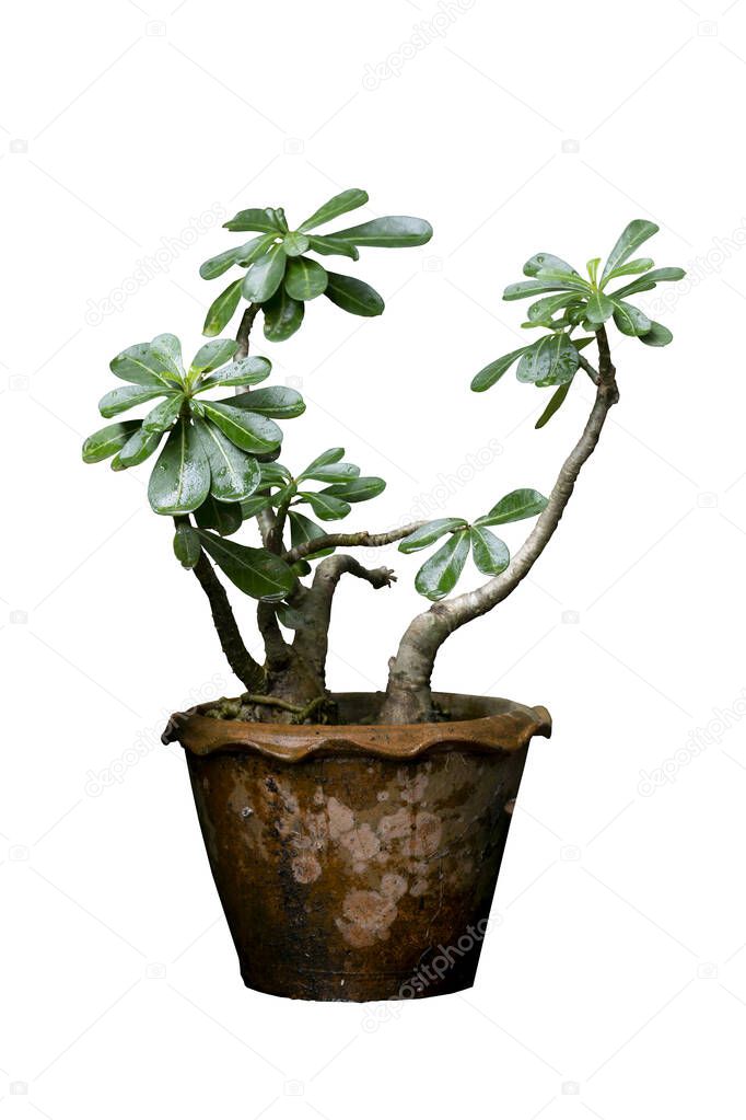 Adenium in the pot with Water stains and isolated white background. and clipping path.