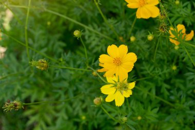 Sarı çiçekler kozmos ağaçta açar ve güzel bir şekilde sabah ışığına çıkar..