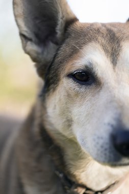 köpek koruma closeup bahçesinde