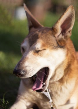 bahçede köpek yawns