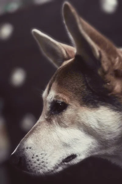 Hund Künstler auf der Bühne Hintergrund Blendung Retro 70 Jahre alt — Stockfoto
