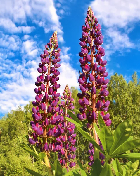 Lupine roxo flores no prado — Fotografia de Stock