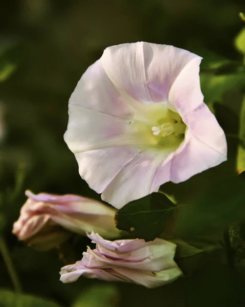 Belle fleur rose comme une cloche sur un fond vert — Photo