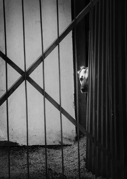 Dog behind bars, looking eyes — Stock Photo, Image