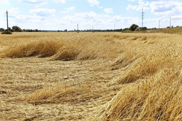 ロシアの小麦畑 — ストック写真