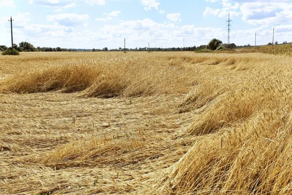 Campo de trigo russo — Fotografia de Stock