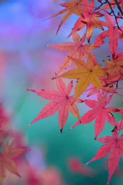 Belles Feuilles Érable Automne Vue Rapprochée — Photo