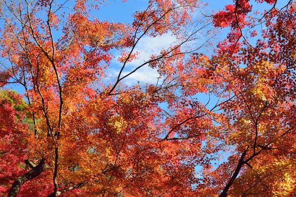 Güzel sonbahar akçaağacı portakal ve kırmızı yapraklarla
