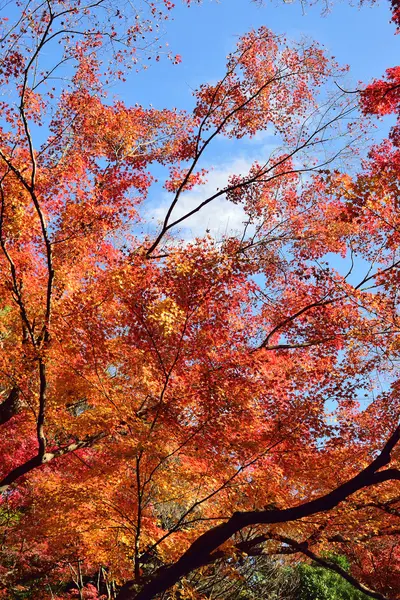 Vacker Höst Lönn Träd Med Orange Och Röda Blad — Stockfoto