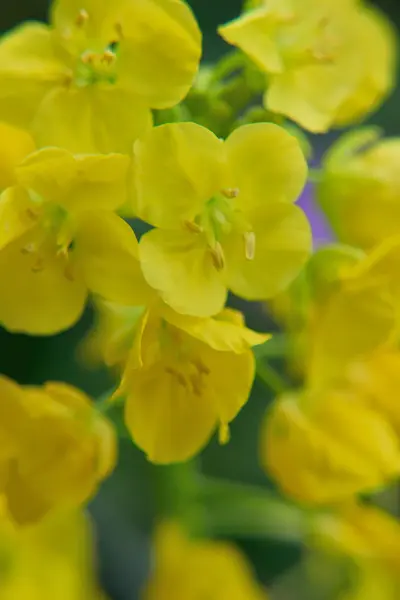 Flores Amarillas Jardín — Foto de Stock