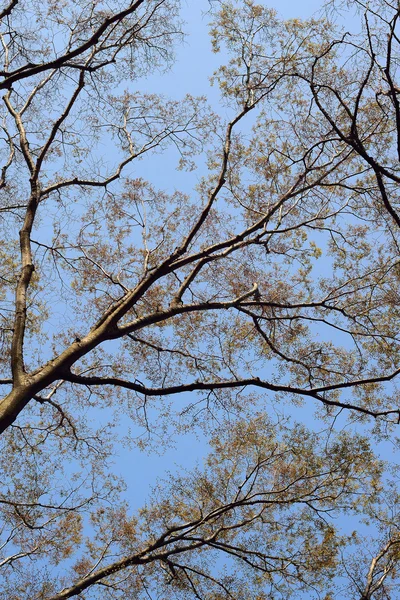 Siluet kış ağaç arka plan