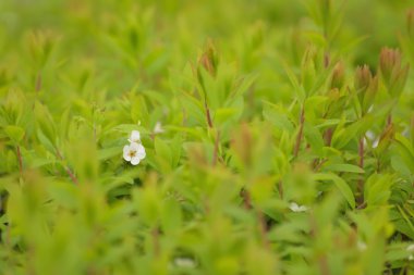 Kapatın güzel çiçekleri