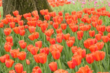 Güzel laleler çiçekler, bitki örtüsü ve doğa