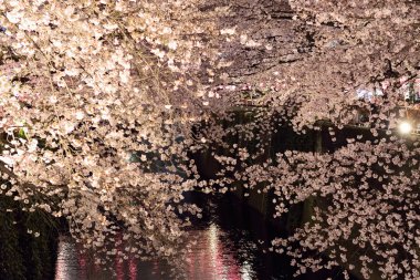 Bahçedeki güzel bahar çiçekleri ağacı