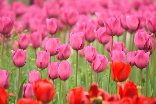 Belles Fleurs Tulipes Flore Nature — Photo