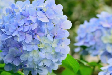 Kapatın güzel çiçekleri