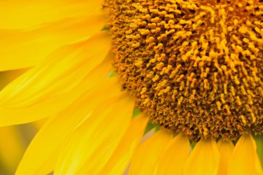 Güzel parlak ayçiçeği, kapat manzarayı.