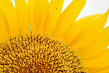 Güzel parlak ayçiçeği, kapat manzarayı.