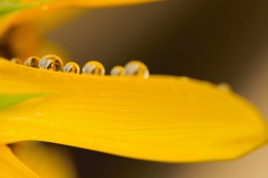 Bahçedeki sarı çiçek, manzarayı kapat.