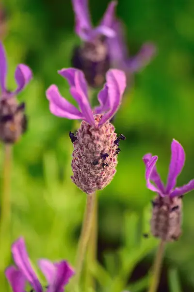 Kapatın güzel çiçekleri